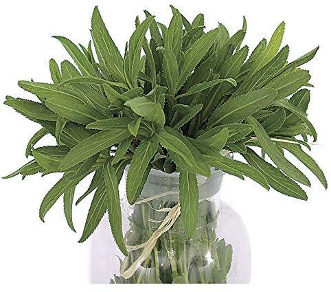 Park Seeds Organic Mexican Tarragon Herb, Pack of 100 Seeds