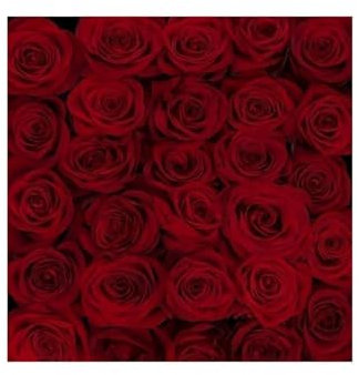 JARDIN202 - Rosas Variadas | Flor Natural | Ramo de 12 tallos | 60cm de alto | Rojas Freedom