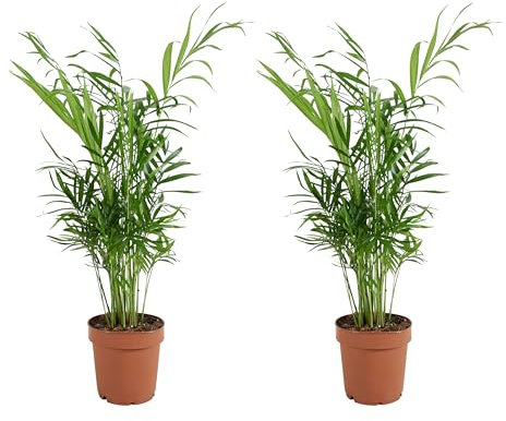 Bloomique - Lot de 2 - Chamaedorea Elegans - Palmier nain du Mexique - Plantes d'intérieur - Purificateur d'air - Respectueux des animaux - Facile d'entretien - 35-45 cm de haut - Pot 12 cm