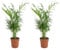 Bloomique - Set di 2 - Chamaedorea Elegans - Palma nana messicana - Piante d'appartamento - Purificante dell'aria - Adatto agli animali - Facile da mantenere - Altezza 35-45 cm - Vaso 12 cm
