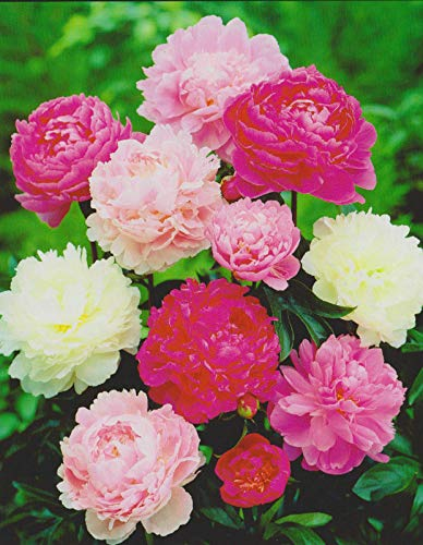 3 Pfingstrosen gemischt Paeonia Lactiflora3 Wurzelstücke mit Augen