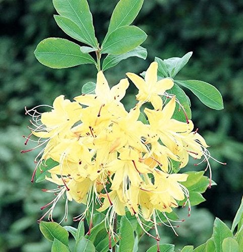 Rhododendron Lemon Drop 30-40cm - Rhododendron viscosum - lebende Gartenpflanze aus den Baumschulen