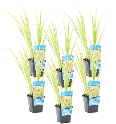 Bloomique - Set di 6 - Acorus Ogon - Calamo Nano - Pianta da Stagno - Resistente al Freddo - Alte 10-20 cm - Vaso 9 cm