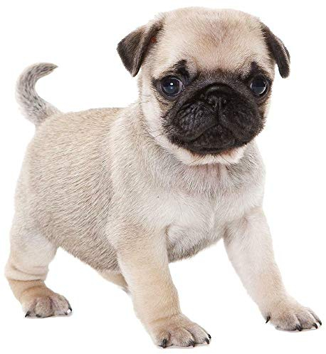 Kleberio Aufkleber Mops Hund Tier Sticker Auto Motorrad Carravan wetterfest 10 x 10 cm