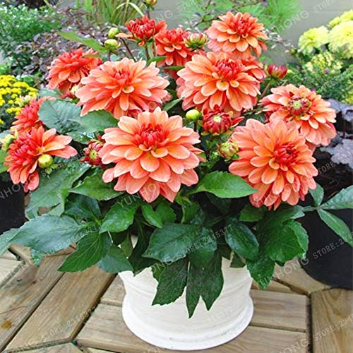 Neue 50 PC Dahlie (Dahlia Nicht-Birnen) Blumensamen für schönen Garten Licht Orange