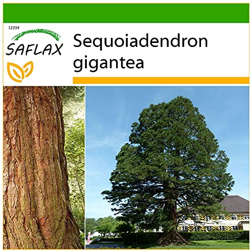 SAFLAX - Sequoia gigante - 50 semi - Con substrato - Sequoiadendron gigantea