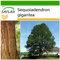 SAFLAX - Sequoia gigante - 50 semi - Con substrato - Sequoiadendron gigantea