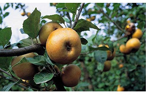 1 PIANTA di MELO Renetta RUGGINE del Piemonte Albero da FRUTTO