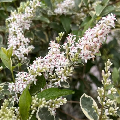 50 pz semi di piante da siepe di ligustro, Piante d'appartamento vere, letto da balcone semi di ligustro - Ligustrum lucidum - semi da giardino, piante perenni resistenti piante da