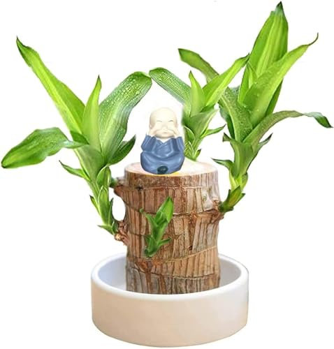 Brasilien Glücksholz Pflanze Set Kleine Mini Glücksholz Aus Brasilien Brasilianische Holzpflanze mit Mönchsstatuen Desktop Pflanze Brazilian Wood Plant Pflanzenstumpf Hydrokulturpflanze (Marine)