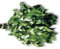Quast Finnischer Birkenquast Vihta