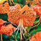 5 Zwiebeln Baumlilien Lilien RiesenlilieFlore Pleno (orange) Double Tiger bis 150cm winterhart duftend Sommerblüher
