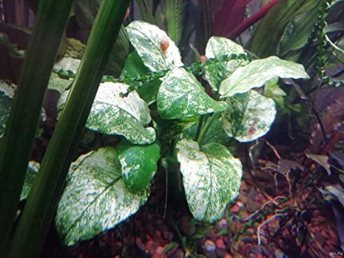 Anubias Nana Pinto – Top Rarity – Lebende Aquariumpflanze