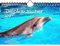 Delphinzauber DIN A5 Wandkalender für 2024 Delphin Delfin - Geschenkset Inhalt: 1x Kalender, 1x Weihnachts- und 1x Grußkarte (insgesamt 3 Teile)