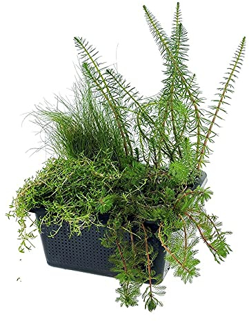 vdvelde.com - Mini Teich Sauerstoffpflanzen Set - Sauerstoffpflanze - 4 Pflanzen - Platzierung: -1 bis -20 cm
