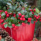 Gardeners Dream Gaultheria 'Big Berry' Scheinbeere Winterhart (20-30 cm inkl. Topf) - Immergrüne Bodendecker Winterhart Mehrjährig - Ideal als Steingarten Pflanzen, Winterharte Pflanzen für Garten