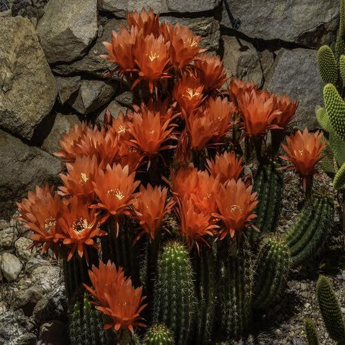 100 semi di fiori di cactus rossi da piantare