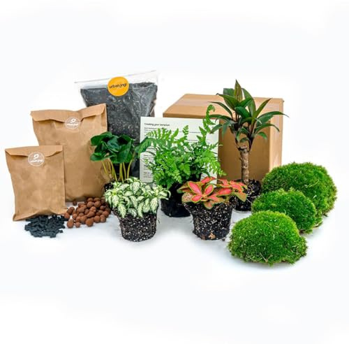 Kit de Terrario de Plantas, Sustrato y Musgo, Decoración Interior, L/XL