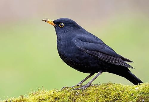 Unbekannt 3 D Ansichtskarte Amsel, Postkarte Wackelkarte Hologrammkarte Tier Vogel Gartenvogel