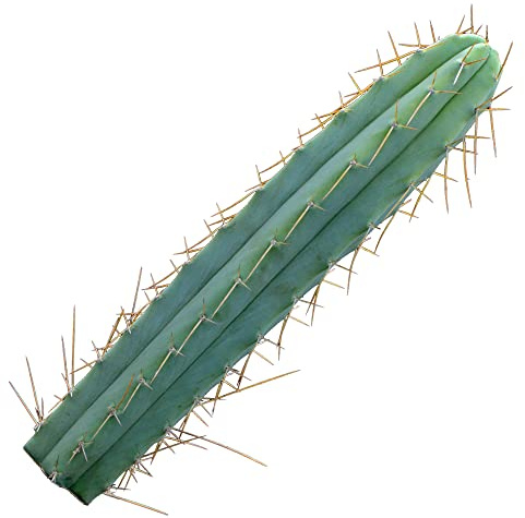 Trichocereus bridgesii, echinopsis lageniformis -50cm