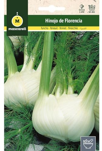 Mascarell Semillas, HINOJO DE FLORENCIA, Semillas de Hierbas Aromáticas para Plantar, Crea tu Propio Huerto en Casa, 6 Gramos