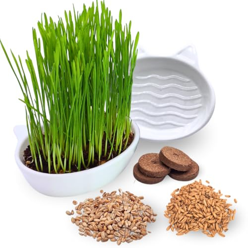 Green Mageo 4er Set Katzengras Samen - Gras Anzuchtset für Katzen - Gras zum Fressen für die Katze - 4x Katzengrassamen Set - Katzengras für Balkon und Wohnung