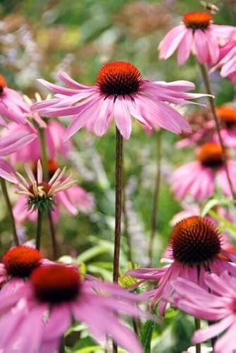 Rotblühender Scheinsonnenhut Echinacea purpurea 6 Pflanzen Ø9 cm 10-25 cm