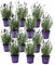 Plant in a Box - Lavandula angustifolia - 12er Set - Mehrjährige Lavendelpflanze - Topf 10,5cm - Höhe 10-15cm