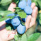 zwetschgenbaum samen, obstbaum bio saatgut blumensamen steingartenpflanzen blumen samen bäume bonsai obstbäume exotische früchte alte sorten gartenpflanze stauden baumsamen 10pcs