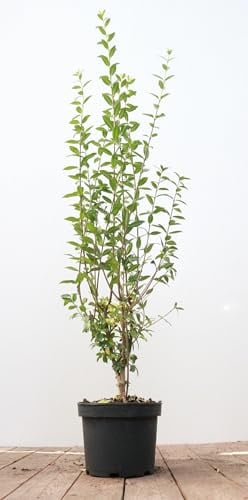Liguster 'Atrovirens' 60-100 cm Topf Ligustrum vulgare winterhart immergrün | Weiß blühend Juni bis Juli, duftend, aufrecht dicht, 200-300 cm, sonnig bis schattig, Sichtschutzhecke, winterhart bis -25 °C