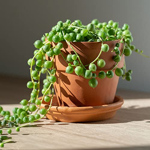 Fleischfressende Pflanzen Kaufen Samen Sukkulenten Topf Succulent Plants - Erbsenpflanze Senecio Rowleyanus Seltene Pflanzen Serie - Nachhaltige Geschenke GrüNe Deko HäNgepflanzen Zimmer 50Stück