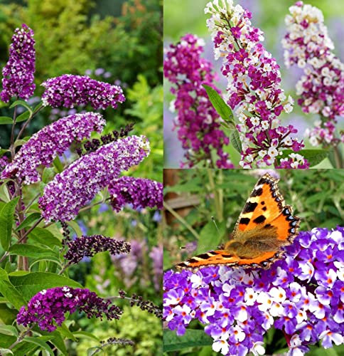 Buddleja 'Berries and Cream' Shrub - Strong Plant in 9cm Pot - Produces Lovely Two-Toned Flowers (1 Plant)