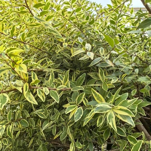 semi di bonsai di ligustro - giardino di arbusti, semi di bonsai da interno arbusto di ligustro resistente piante verdi, decorazione del giardino esterno piante resistenti in vaso 500pcs