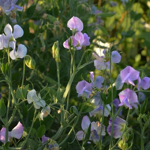 wicken, edelwicke für sonnige plätze wiesenblumen kletterpflanzen winterhart blumensamen gastgeschenk bienenfreundlich 300samen