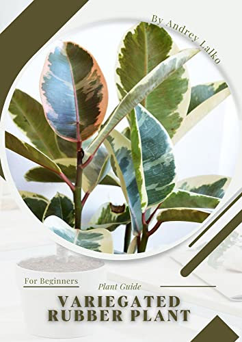 Variegated Rubber Plant: Plant Guide