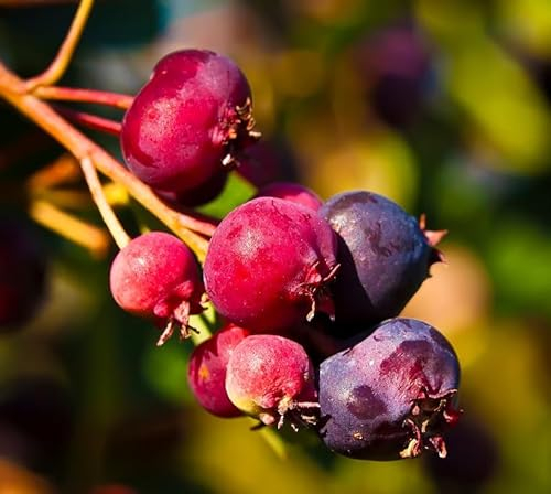 Felsenbirne `Saskablue®´, Amelanchier alnifolia, 40-60cm im 3 Liter Topf