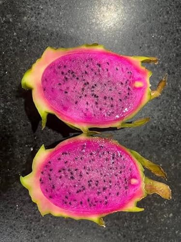 Pitaya Well Mature Tree Cuttings, 3 Colors,Red White Purple, Strawberry Pear, Hardy, Juicy,Rooted & Quick Fruit