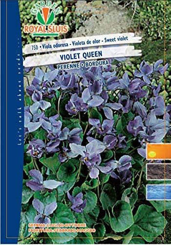 BUSTA MAXI FIORI ROYAL SEEDS VIOLA ODOROSA VIOLET QUEEN
