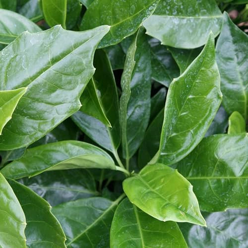 Plant Theory Rozannie Japanese Laurel Aucuba Japonica Shrub Plant 2L Pot