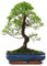 Bonsai Baum mit Keramik Blumentopf - Ligustrum, Ficus, Carmona, Podocarpus, Chinese elm - ca. 6-9 Jahre (30 cm Schale ca. 16 Jahre, Chinese elm P30 S)