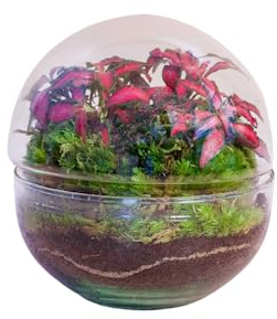 Terrario Plantas Cristal - Micro Cúpula con Fittonia | Jardin Eterno en Cristal o Ecosistema Cerrado | Ideal para Decoración Hogar | Terrarios Autónomos | Pequeño, 12 cm x 12 cm