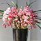 Cymbidium-Zwiebeln Winterhart zwiebeln Winterhart Cymbidium orchidee pflanze Gartendekoration