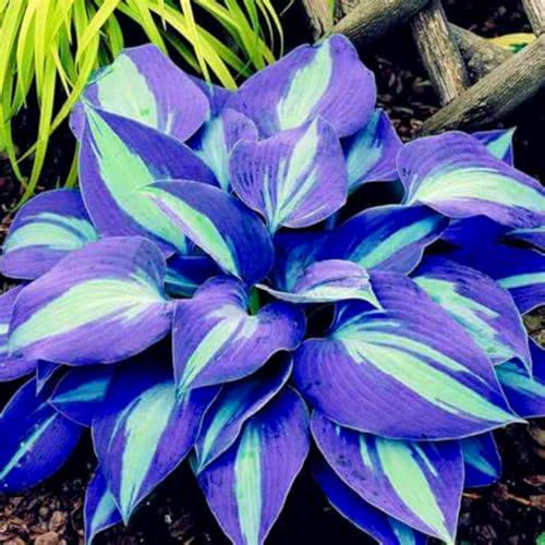 Wunderschöne Hosta, eine kältebeständige mehrjährige Hosta mit seltenen Farben, geeignet für die Gartendekoration-4 stück-F
