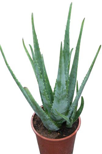 Planta de interior - Planta para la casa o la oficina - Aloe Vera - Grande