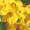 20 Servietten Narzissenblüten Frühling 33cm