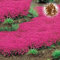 300/400/1000 Graines de Cresson de Roche, Graine de Thym Serpolet, Plante Vivace Couvre-Sol, Semences de Thym Rampant pour Jardin et Balcon, Graines Fleurs à Semer, Faciles à Cultiver (300Pcs)