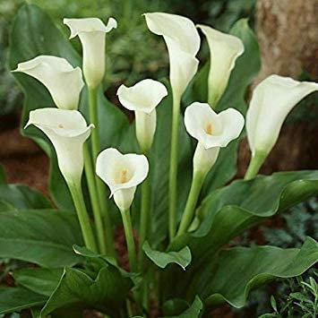 : 4 semillas: semillas de lirio de cala, flores de lirio de cala, sin semillas, plantas en macetas, cala blanca