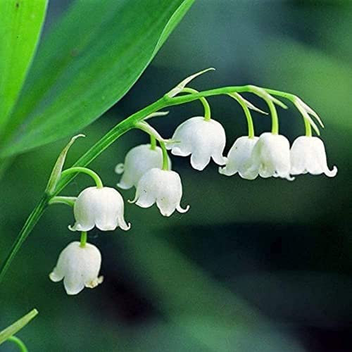 6Pcs Bulbo Di Mughetto Campana Orchidea Erbacee Perenni Fiori Ampiamente Utilizzati Hanno Valore Ornamentale Della Gente Preferiti