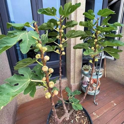 100 Pcs Feigenbaum Winterhart Samen, Feigen, Feige Winterharte Balkonpflanzen, Pflanzen Züchten (Ficus Carica) Bäume Garten Winterhart, Obstbaum Früchte Gartenpflanzen Winterhart Baum,