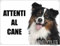 Australian sheperd cuidado con el Perro Mod 2 Placa cartel de metal